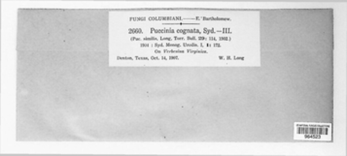 Puccinia cognata image